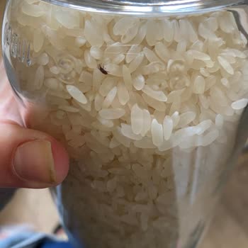 Şok Market - Anadolu Mutfağı Baldo Pirinç İçerisinden Böcekler Çıktı