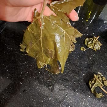 Yurtalan Zade Asma Yaprağı Düzgün Çıkmadı