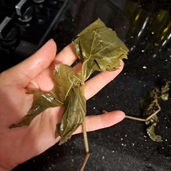 Yurtalan Zade Asma Yaprağı Düzgün Çıkmadı