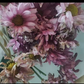 Osevio.com Hem İstediğim Sipariş Gelmedi, Hem De Solmuş