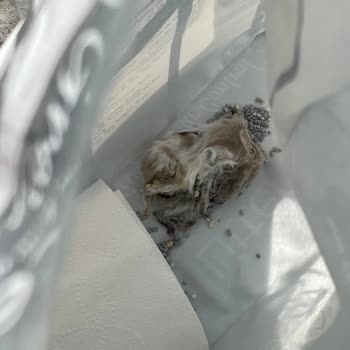VanCat Market Kedi Kumu VanCat