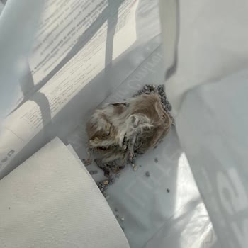 VanCat Market Kedi Kumu VanCat