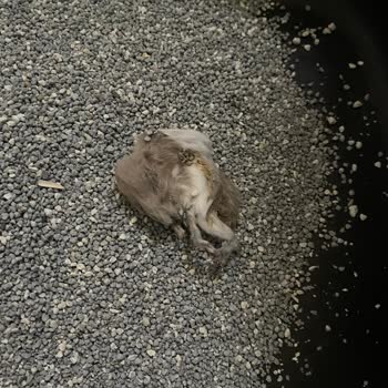 VanCat Market Kedi Kumu VanCat