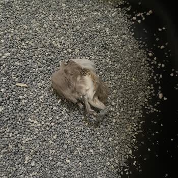 VanCat Market Kedi Kumu VanCat