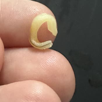 Dudomi Erişteden Kıl Çıktı