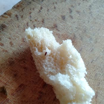 İstanbul Halk Ekmek Ekmek İçinde Böcek Bulundu