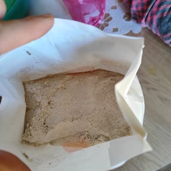 Piyale Undan Böcek Ve Yumurtalarının Çıkması