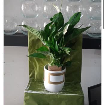 ÇiçekSepeti Çok Kötü Gönderimi Yapılan Bir Yaş Günü Hediyesi;