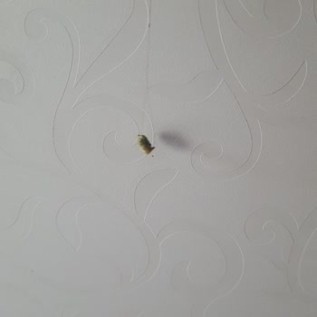 Nimet Gıda Nimet Böreklerinden Saç Çıktı.