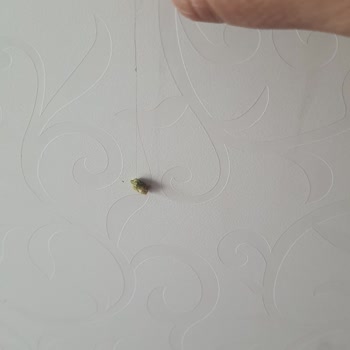 Nimet Gıda Nimet Böreklerinden Saç Çıktı.