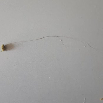 Nimet Gıda Nimet Böreklerinden Saç Çıktı.