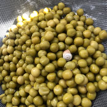 Tat Gıda Tat Bezelye Konservesinden Salyangoz Çıktı