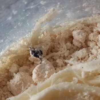 BİM Den Aldığım Peynirin İçinden Ölmüş Böcek Çıktı