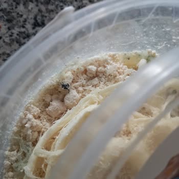 BİM Den Aldığım Peynirin İçinden Ölmüş Böcek Çıktı