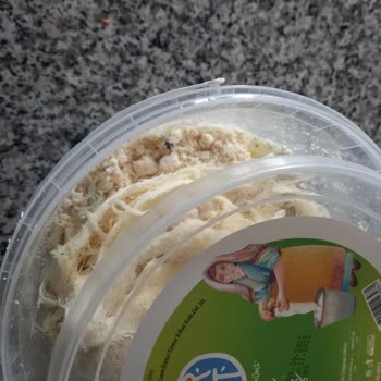 BİM Den Aldığım Peynirin İçinden Ölmüş Böcek Çıktı