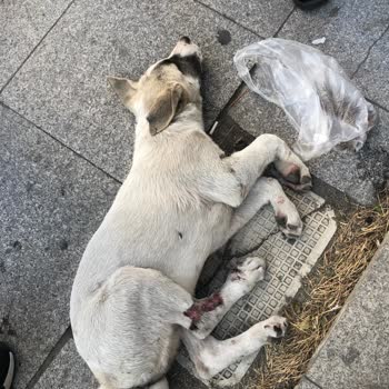İçerenköy Veteriner Kliniği Araba Çarpan Köpek İçin Yardım Etmedi
