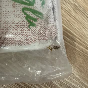 Satıcısı Amazon Olan Böcekli Ürün!