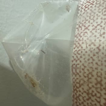 Satıcısı Amazon Olan Böcekli Ürün!