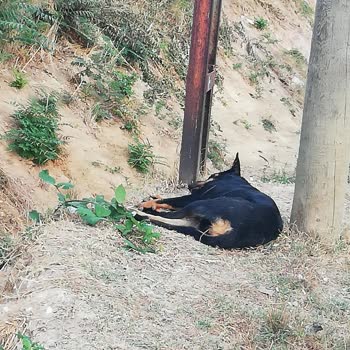 Sultanbeyli Belediyesi Sokak Köpeklerinin Toplanması