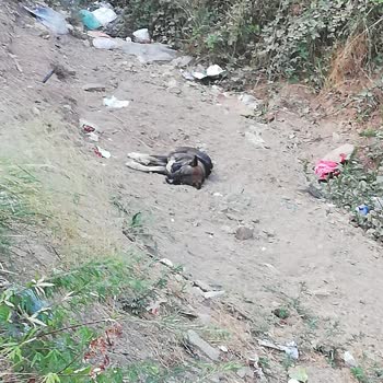 Sultanbeyli Belediyesi Sokak Köpeklerinin Toplanması