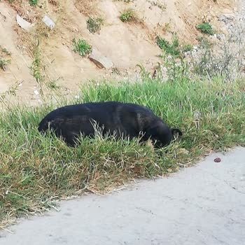 Sultanbeyli Belediyesi Sokak Köpeklerinin Toplanması