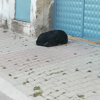 Sultanbeyli Belediyesi Sokak Köpeklerinin Toplanması
