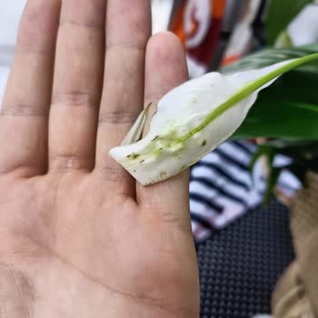 Çiçek Sepeti Olumsuz Deneyimim