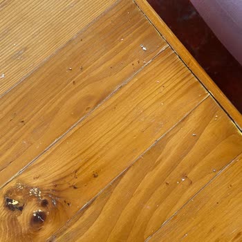 Etstur Etsden Tuttuğumuz Odada Tuvalette Kıl Yumakları