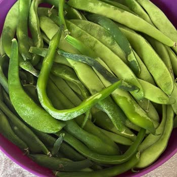 Bosch Buzdolabı Yiyecekleri Dondurması