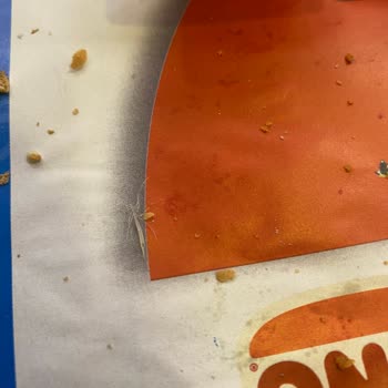 Burger King'de Yediğim Burgerin İçinden Ölü Çekirge Yavrusu Çıktı!