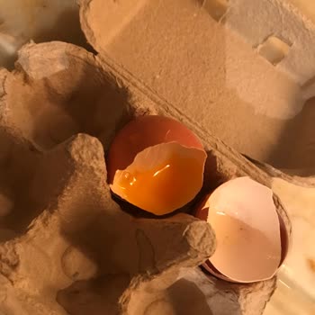 BİM İn Organik Yumurtası Gordo Bozuk Çıkıyor Sürekli