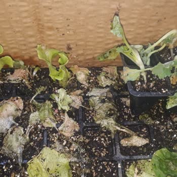 Fidedeposu.com'dan Aldığım Hobi Seti Berbat Durumda