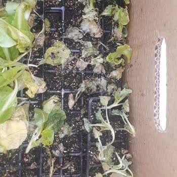 Fidedeposu.com'dan Aldığım Hobi Seti Berbat Durumda