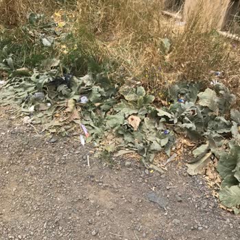 Milli Eğitim Bakanlığı (MEB) Erzurum Toplu Konut İlkokulu! Okul Temizlik Ve Hijyeni