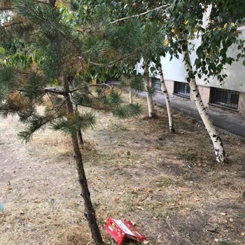 Milli Eğitim Bakanlığı (MEB) Erzurum Toplu Konut İlkokulu! Okul Temizlik Ve Hijyeni