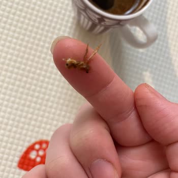 Kuru Kahveci Mehmet Efendi İçerisinden Böcek Çıktı