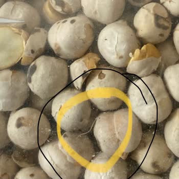 List Nuts (Ottolist.com.tr) List Nuts Beyaz Leblebi Tüy Faciası!