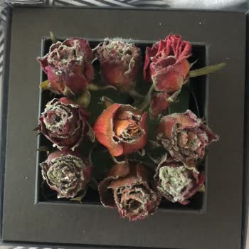 ÇiçekSepeti Çiçeğin Küflenmesi Ve Bozulması