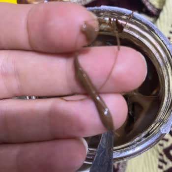 Nutella Üründen Kıl Çıktı