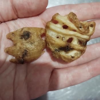 Popeyes Küflü Hamburger Gönderdi