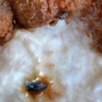 Gaziantep Bulla Restaurant Böcek Yemeklerde+ Menü Fiyatı İle Hesap Ayrı