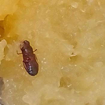 Peysan Peynir Helvası Böcek Çıktı