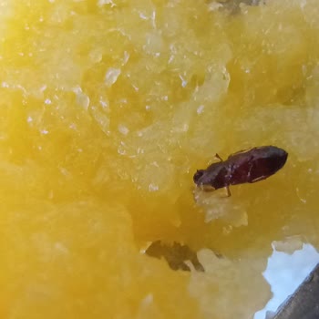 Peysan Peynir Helvası Böcek Çıktı