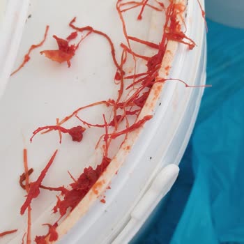 Bayırlı Zeytincilik'ten Alınan Salçanın Kalitesi Üslup Sorunu