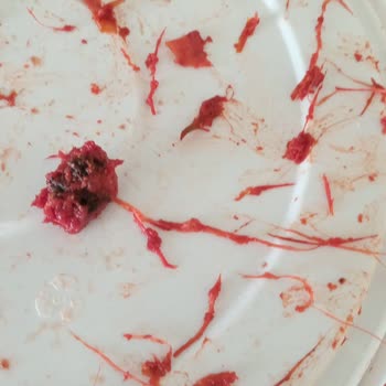 Bayırlı Zeytincilik'ten Alınan Salçanın Kalitesi Üslup Sorunu