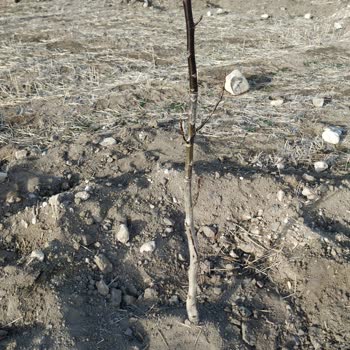 Soylu Fidancılık Kalitesiz Ceviz Fidanı