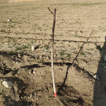 Soylu Fidancılık Kalitesiz Ceviz Fidanı