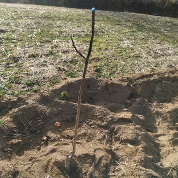 Soylu Fidancılık Kalitesiz Ceviz Fidanı