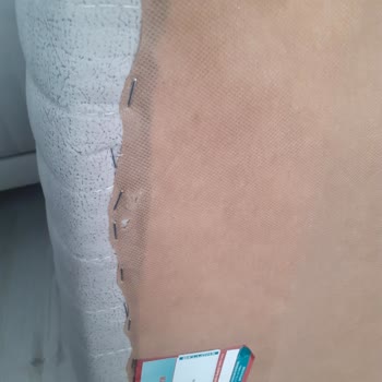 Bellona Berjer Ses Çıkarıyor Otururken Bir Günlük Ürün Yeni