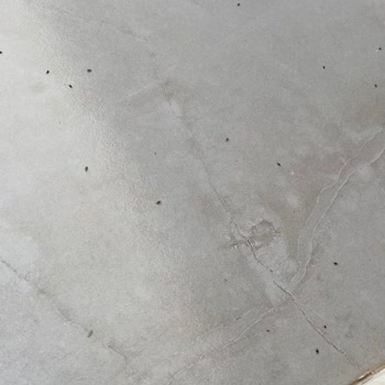 Gebze Belediyesi Uçuşan Sinek Böcek Türlerini İlaçlayın Artık Yeter.